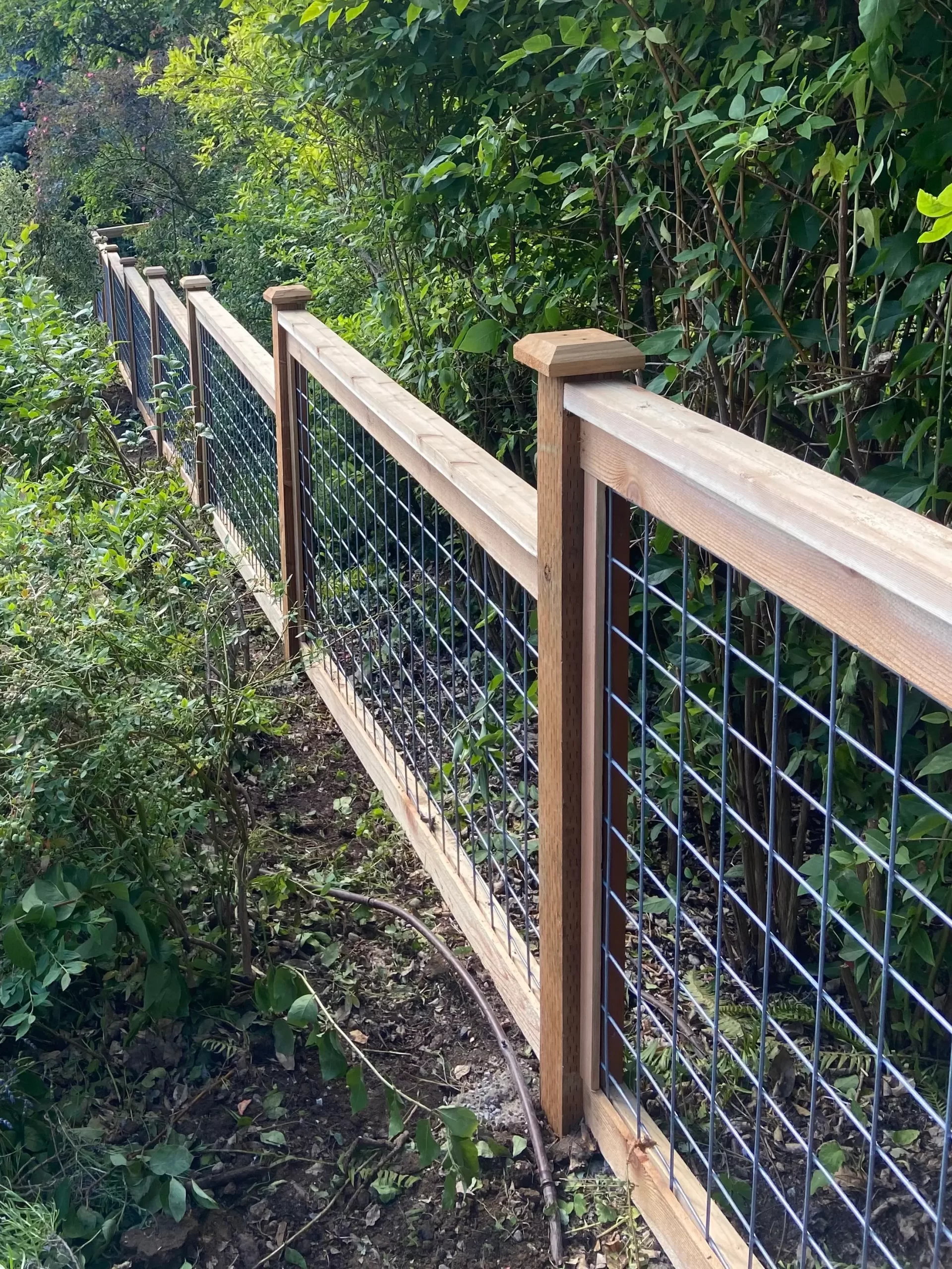 Hogwire fence on Mercer Island