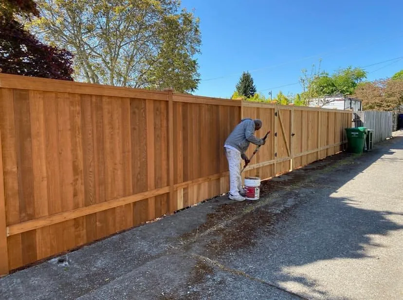 Fence staining in progress on a cedar privacy fence, showing a painter applying stain to vertical cedar panels along a residential driveway in Seattle.